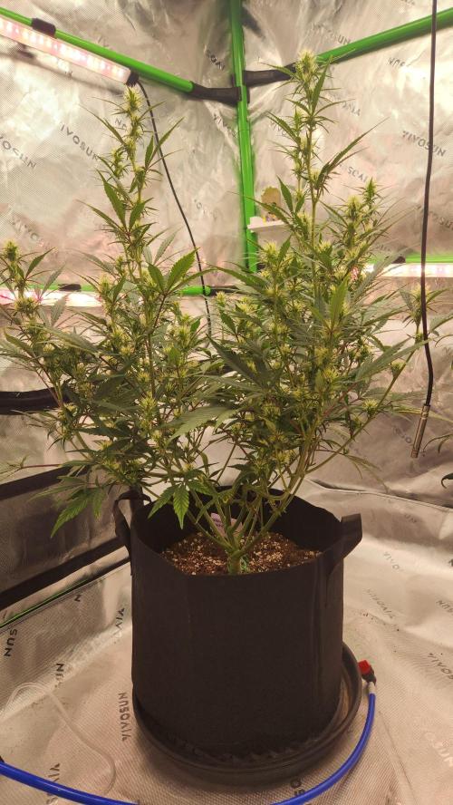 New Year Grow. Week 8