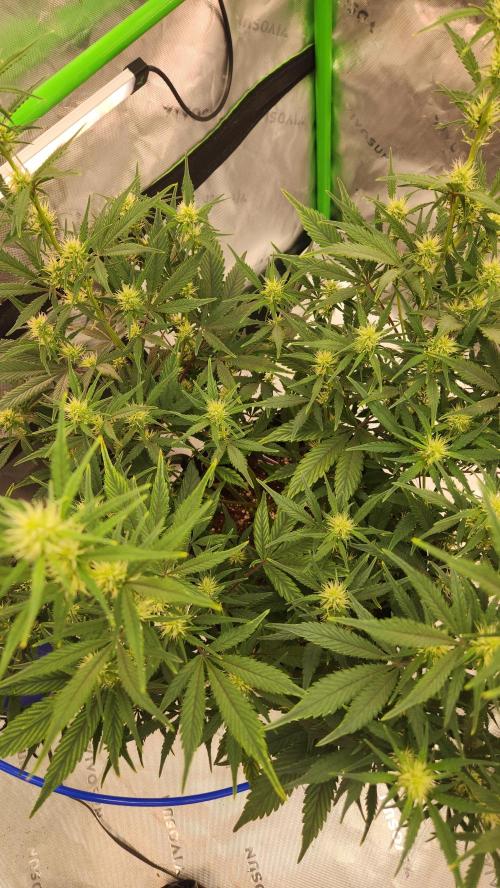 New Year Grow. Week 8