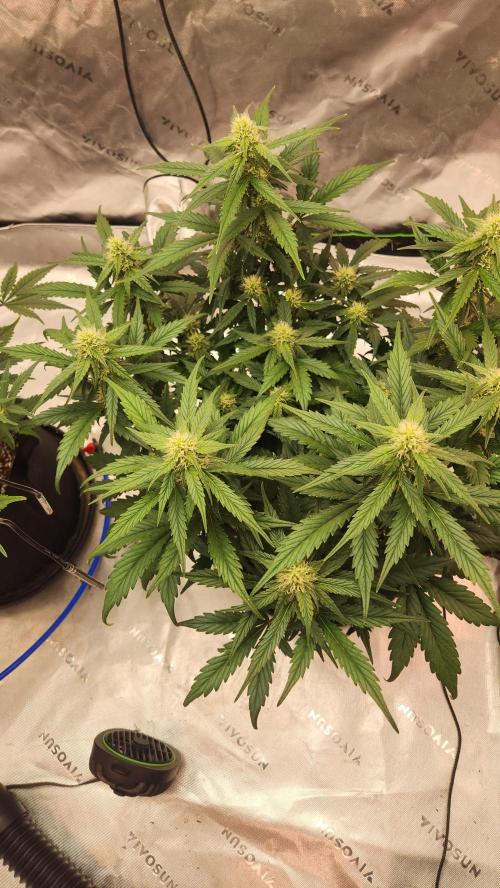 New Year Grow. Week 8