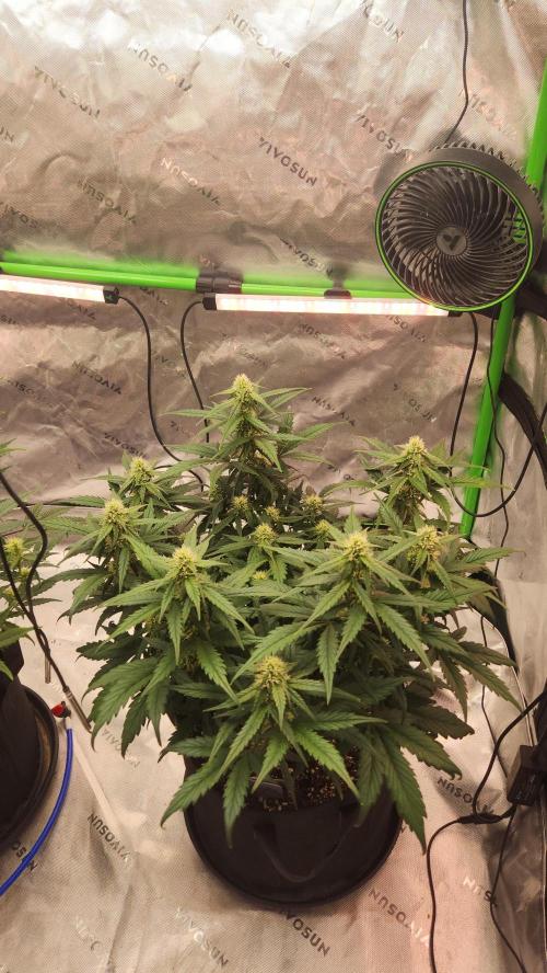 New Year Grow. Week 8