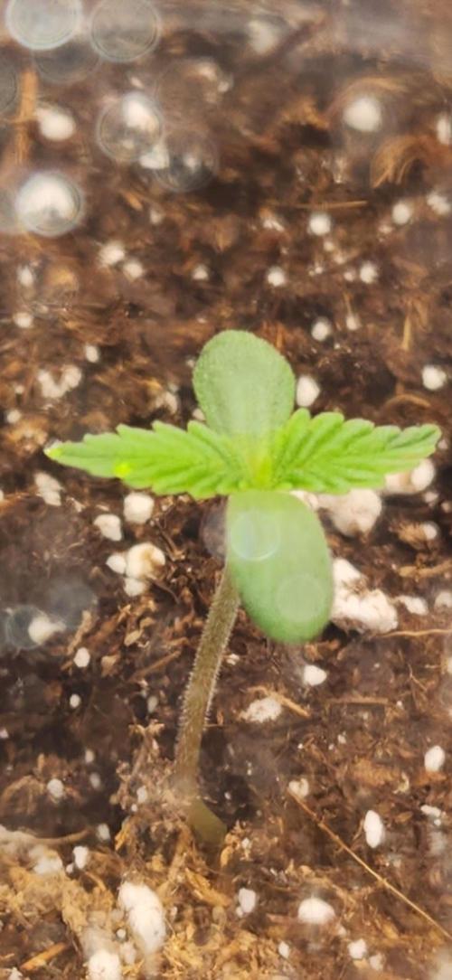 Can't Stop Won't Stop. Week 1