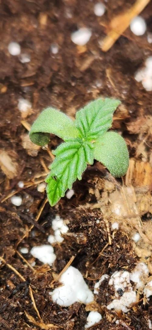 Can't Stop Won't Stop. Week 1