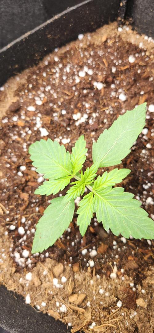 Can't Stop Won't Stop. Week 1