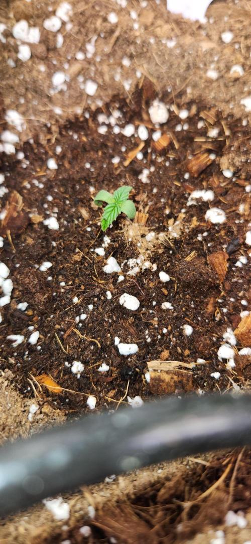 Can't Stop Won't Stop. Week 1