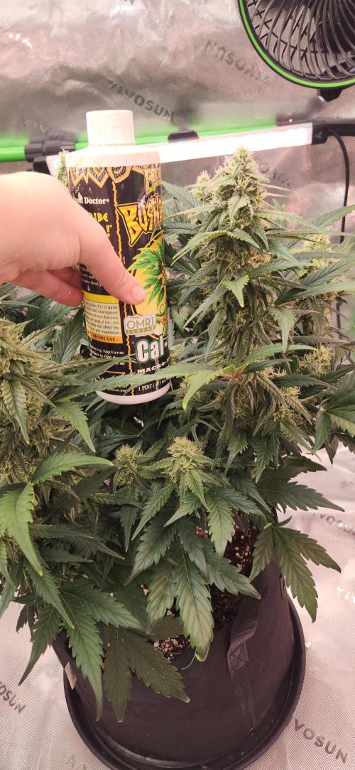 New Year Grow. Week 9