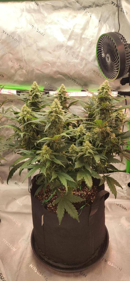 New Year Grow. Week 9