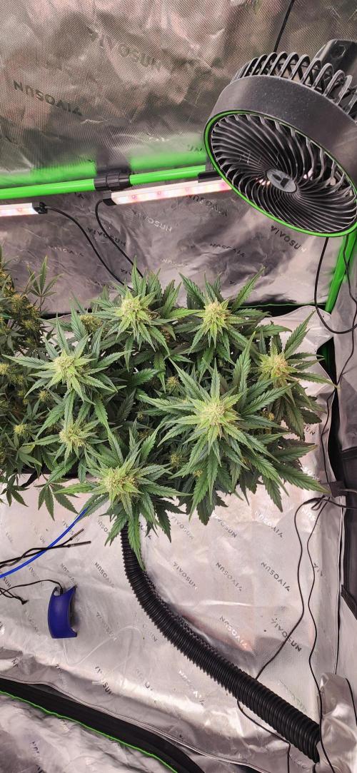 New Year Grow. Week 9