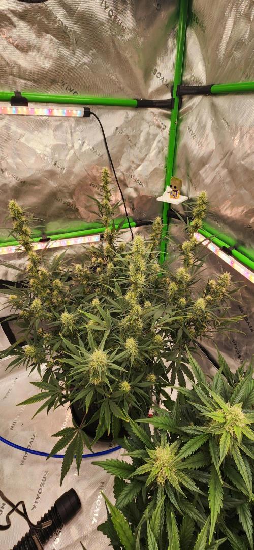 New Year Grow. Week 9