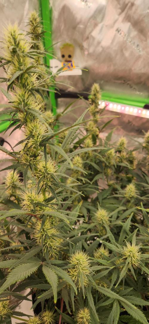 New Year Grow. Week 9