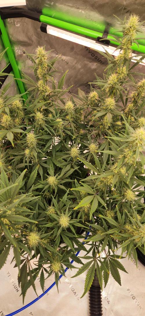 New Year Grow. Week 9