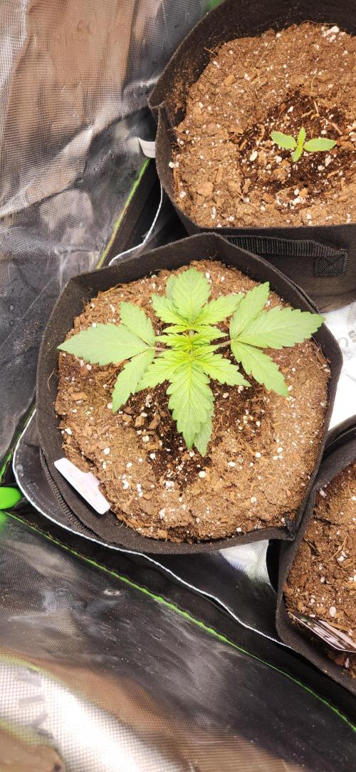 Can't Stop Won't Stop. Week 2