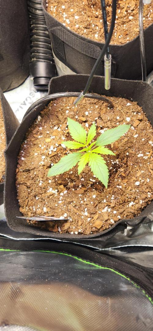 Can't Stop Won't Stop. Week 2