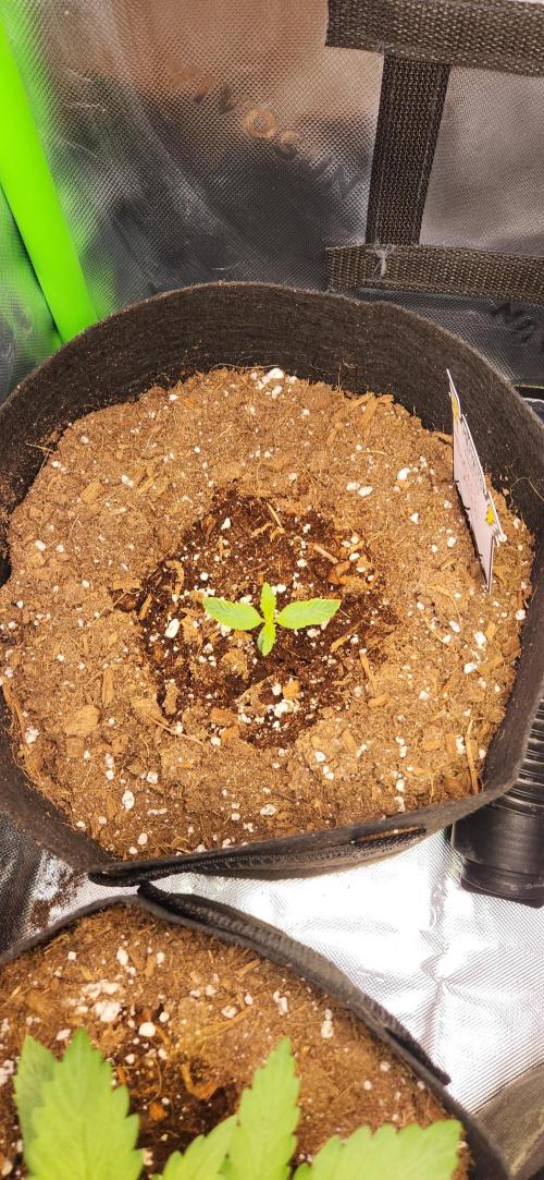 Can't Stop Won't Stop. Week 2