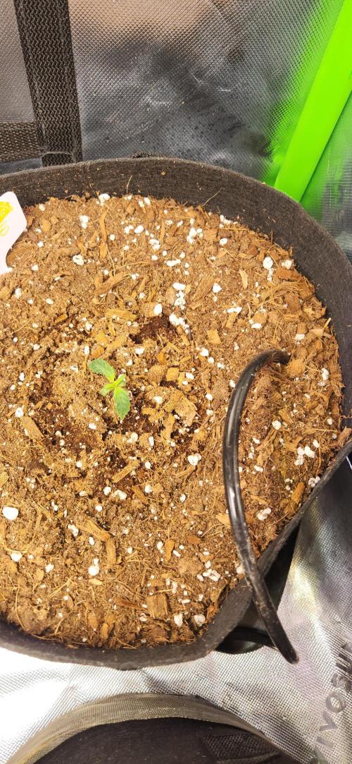 Can't Stop Won't Stop. Week 2