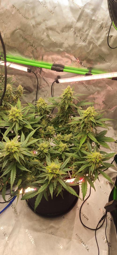 New Year Grow. Week 10