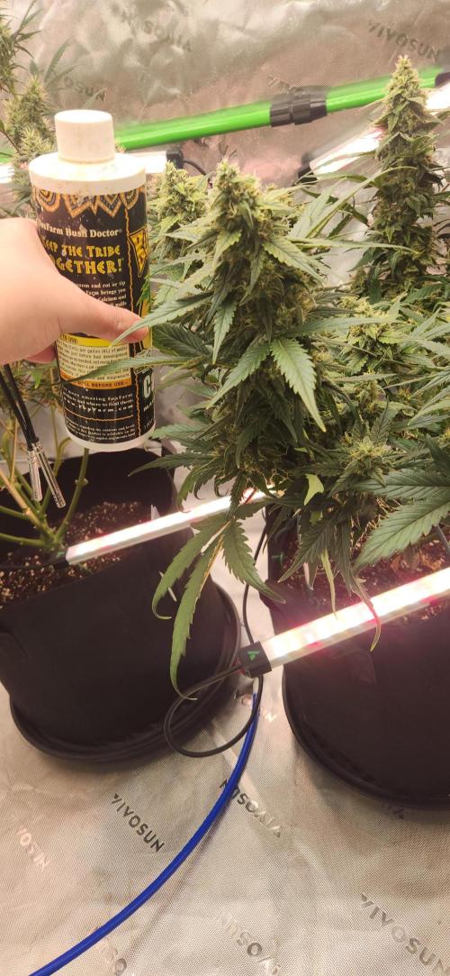 New Year Grow. Week 10