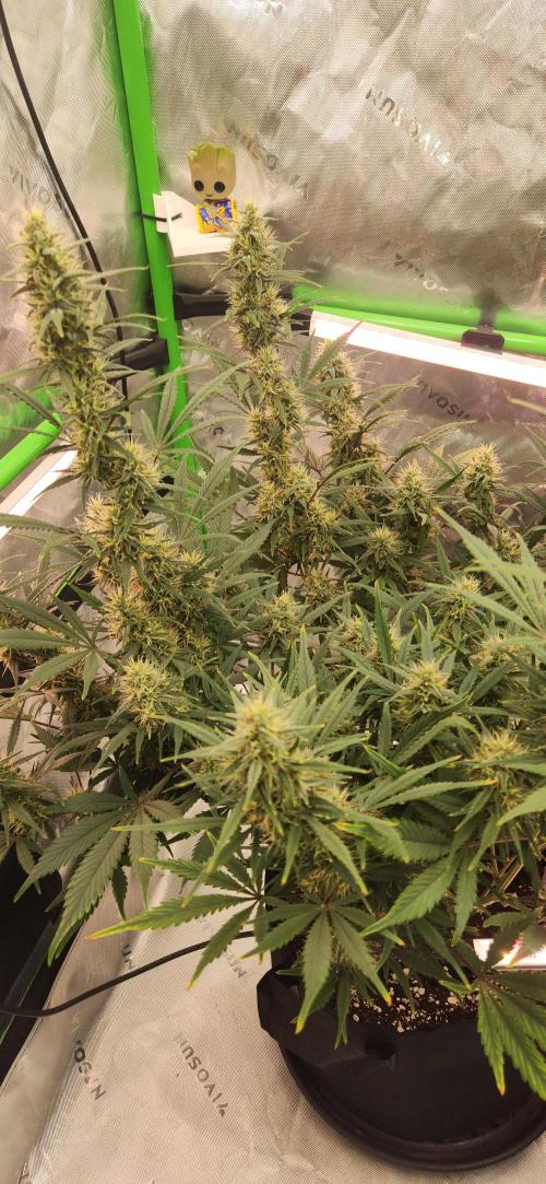 New Year Grow. Week 10