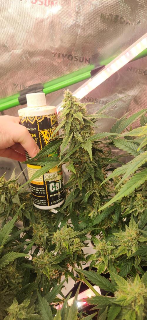 New Year Grow. Week 10