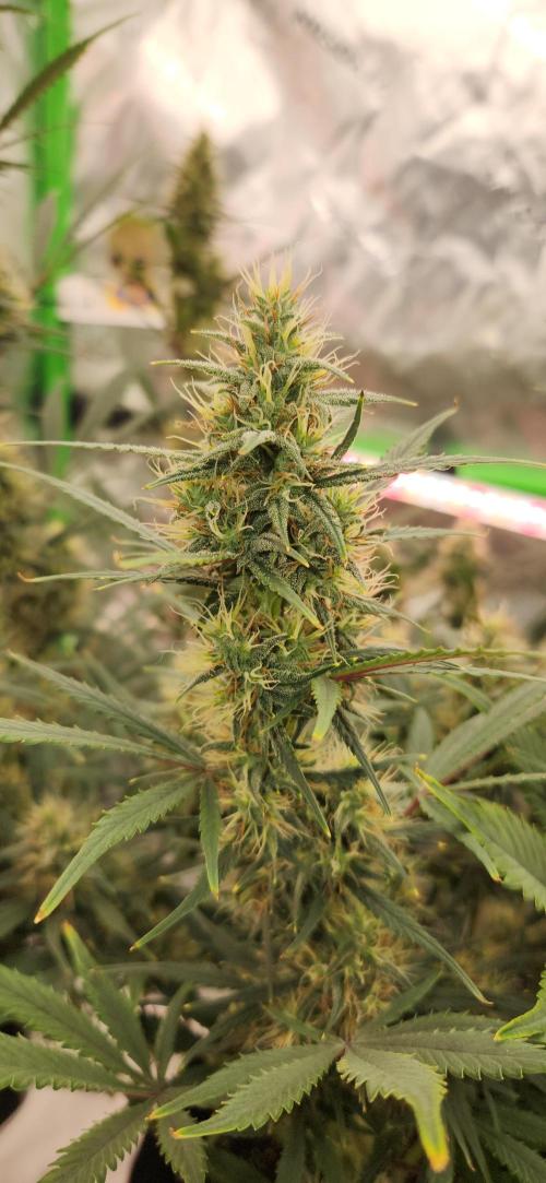 New Year Grow. Week 10