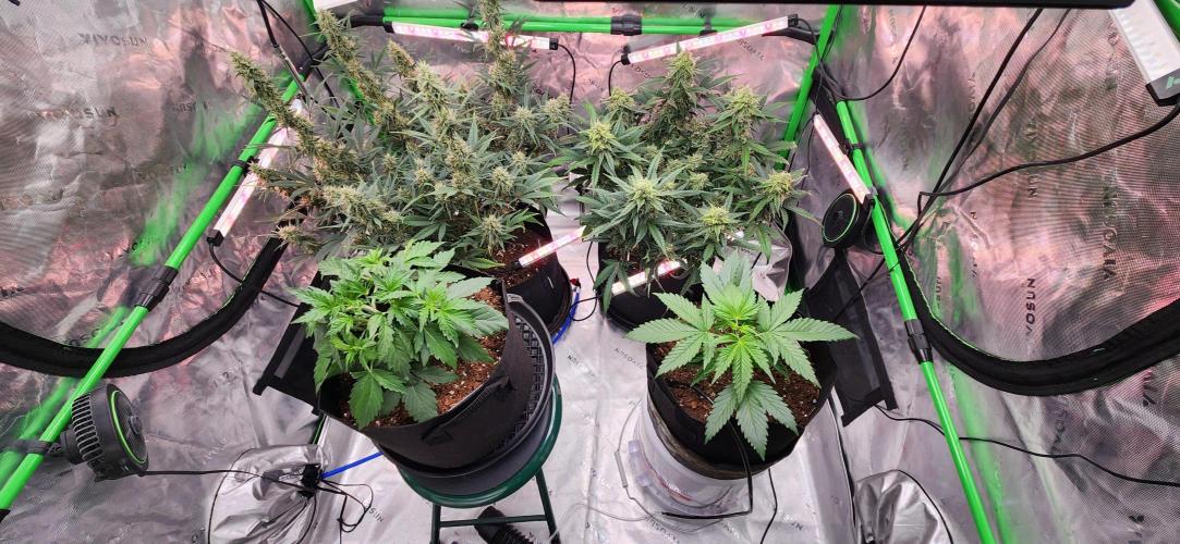 Can't Stop Won't Stop. Week 3