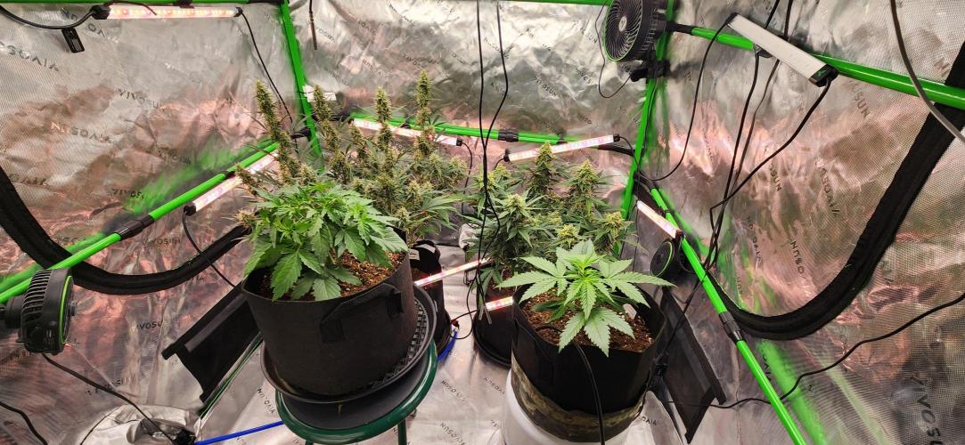 Can't Stop Won't Stop. Week 3