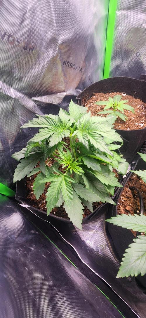 Can't Stop Won't Stop. Week 3