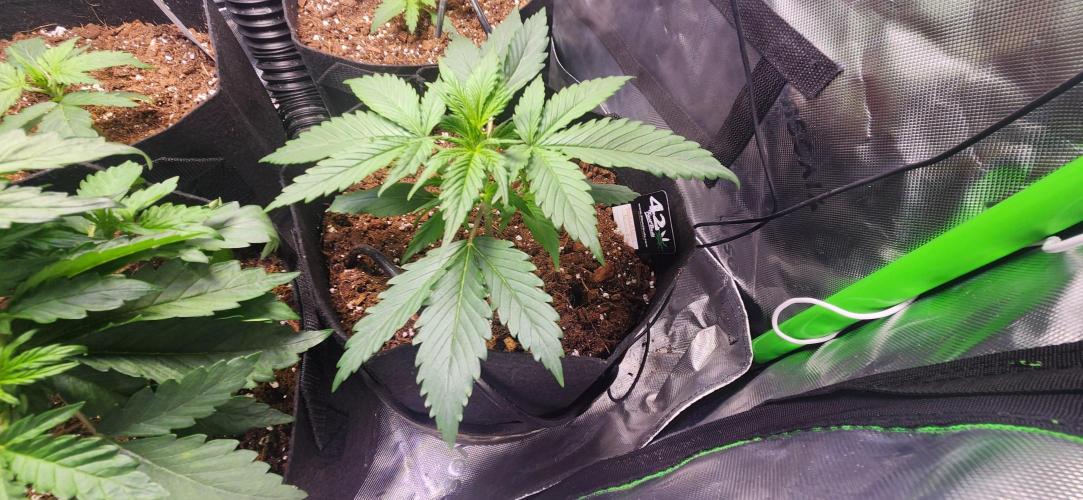 Can't Stop Won't Stop. Week 3