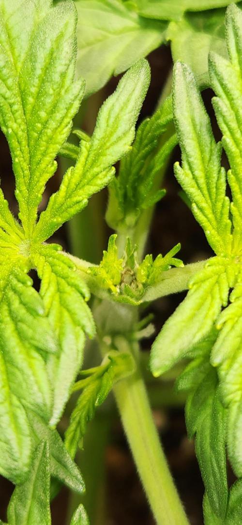 Can't Stop Won't Stop. Week 3