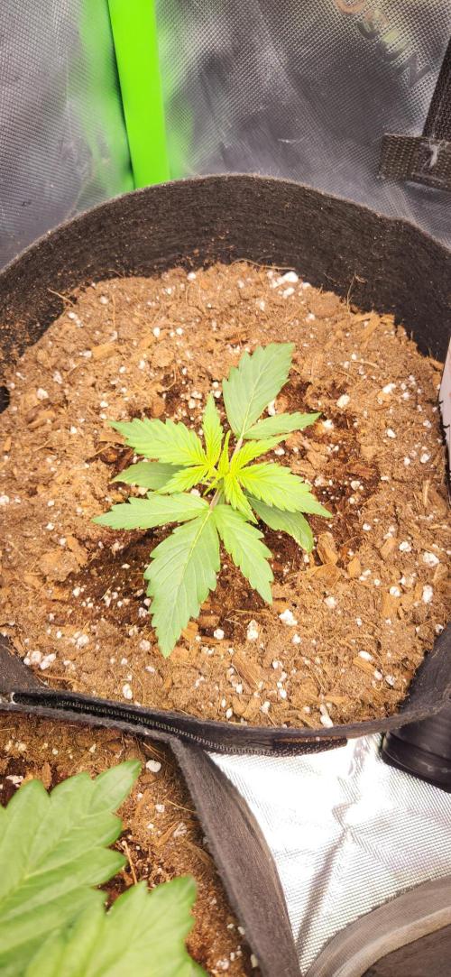 Can't Stop Won't Stop. Week 3