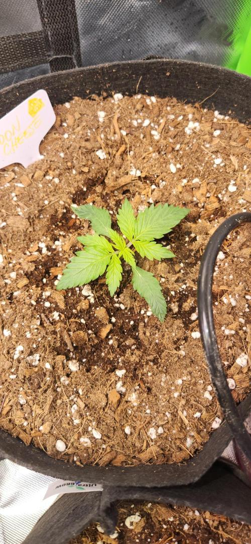 Can't Stop Won't Stop. Week 3