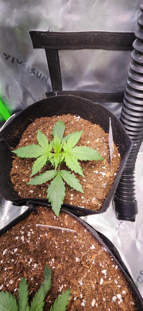 Can't Stop Won't Stop. Week 3