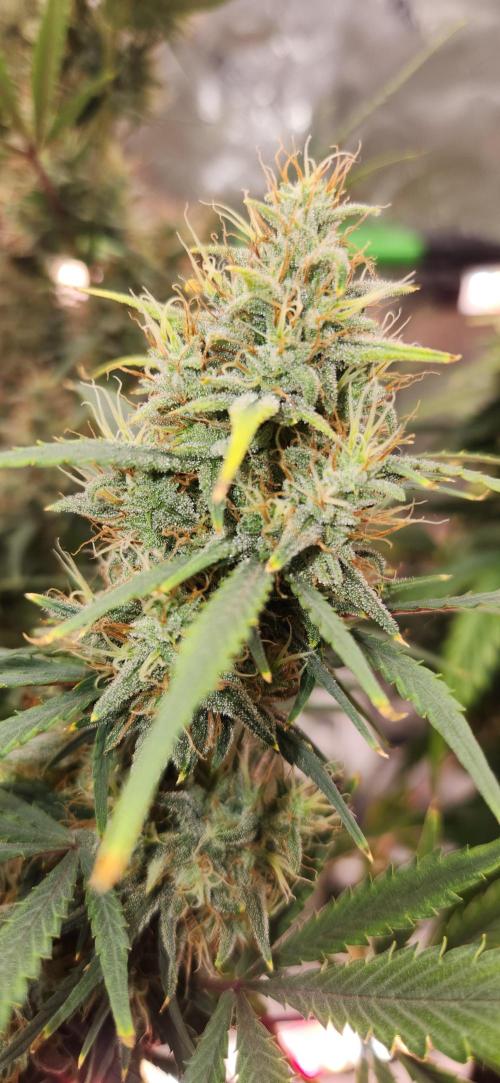 New Year Grow. Week 11