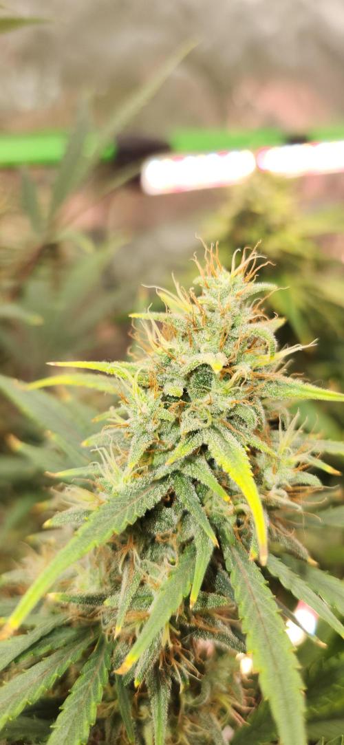 New Year Grow. Week 11