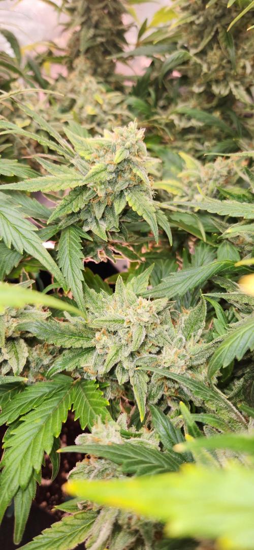 New Year Grow. Week 11