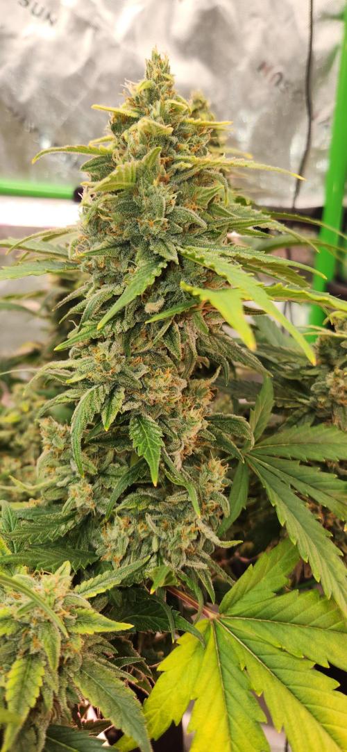 New Year Grow. Week 11