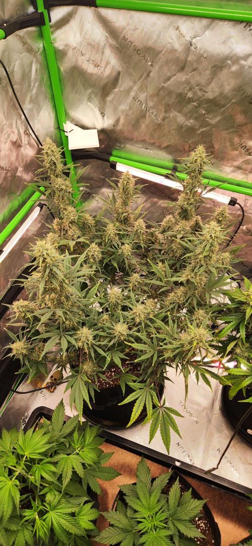 New Year Grow. Week 11