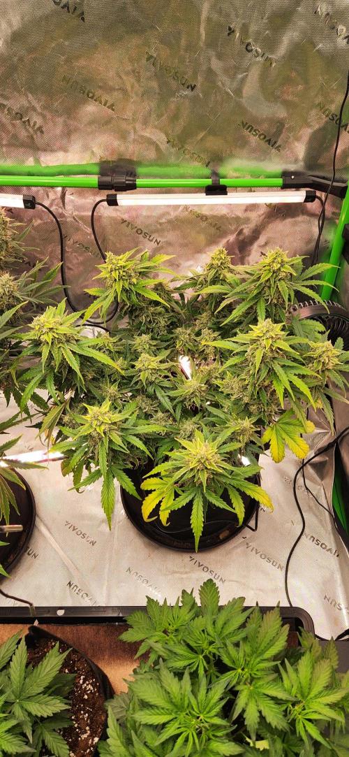 New Year Grow. Week 11