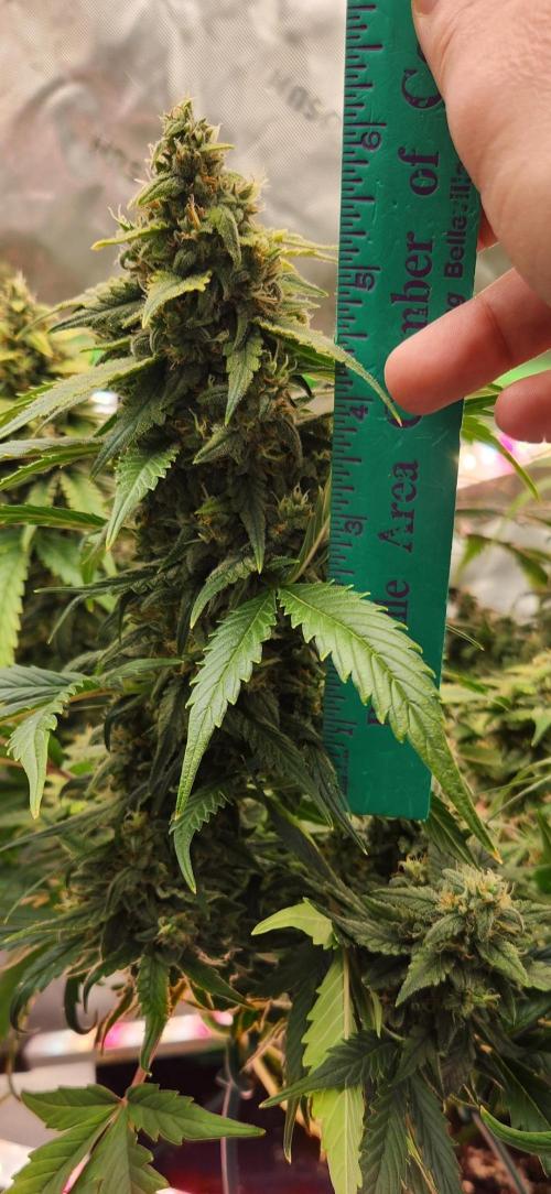 New Year Grow. Week 11