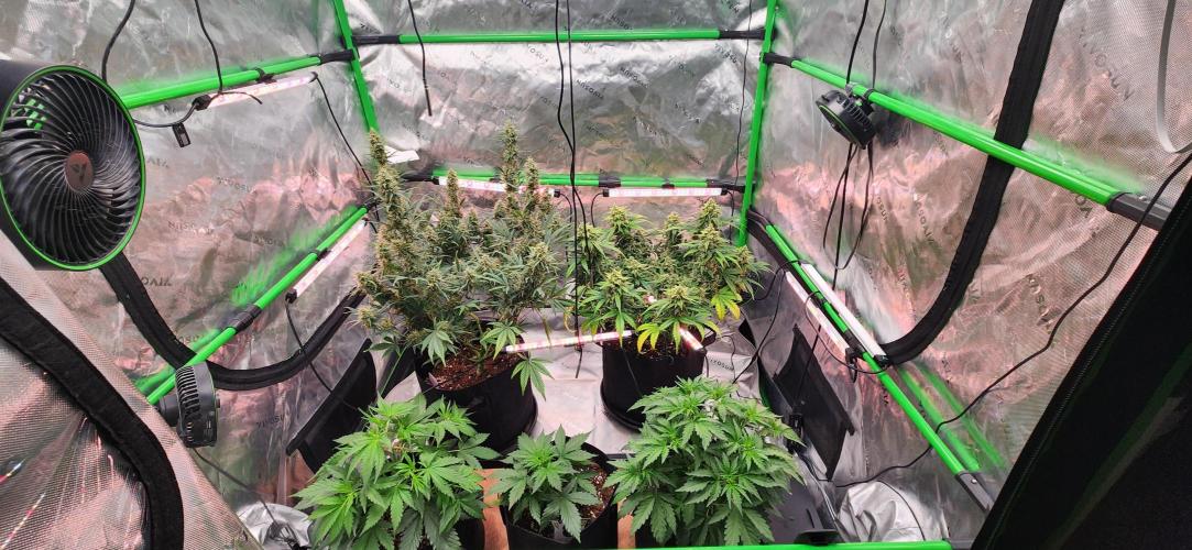 Can't Stop Won't Stop. Week 4