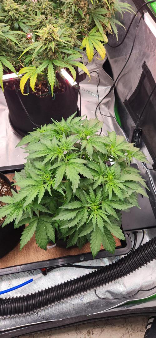 Can't Stop Won't Stop. Week 4