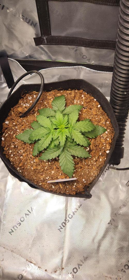 Can't Stop Won't Stop. Week 4
