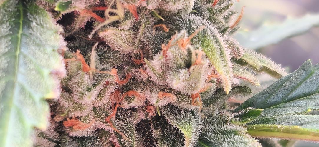 New Year Grow. Week 11