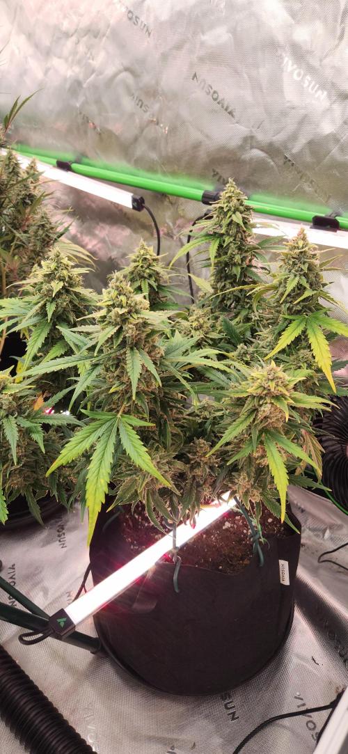 New Year Grow. Week 11