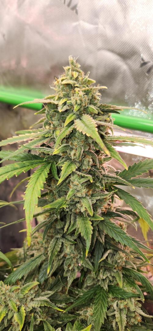 New Year Grow. Week 11