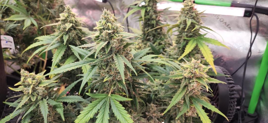 New Year Grow. Week 11