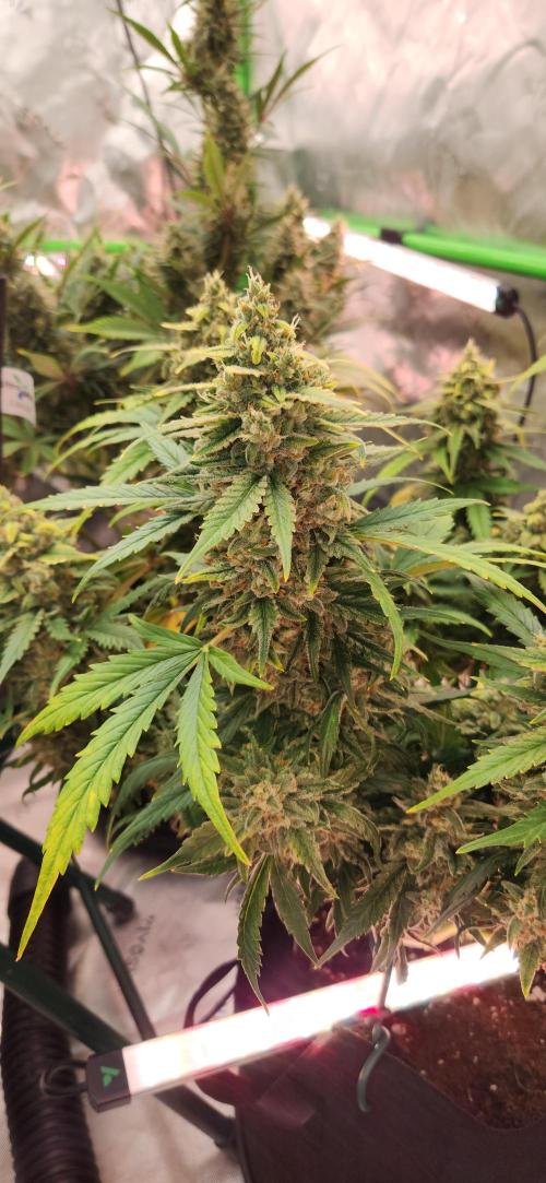 New Year Grow. Week 11