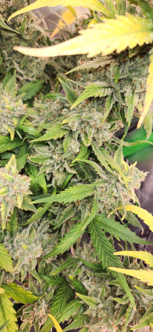 New Year Grow. Week 12
