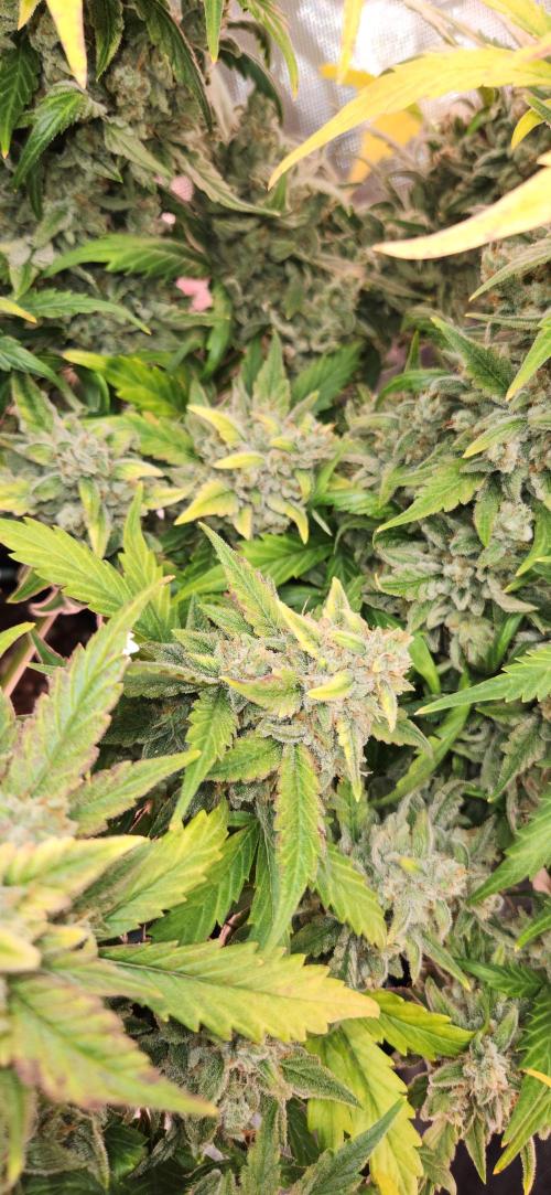 New Year Grow. Week 12