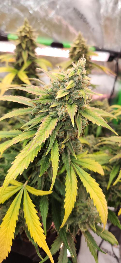 New Year Grow. Week 12