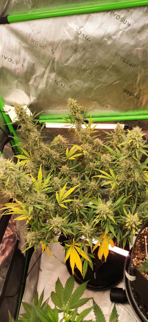 New Year Grow. Week 12